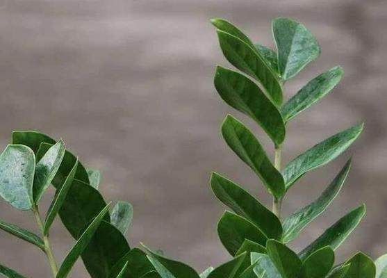 金钱树烂球后如何进行补救？