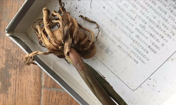 金钱树烂球后如何进行补救？