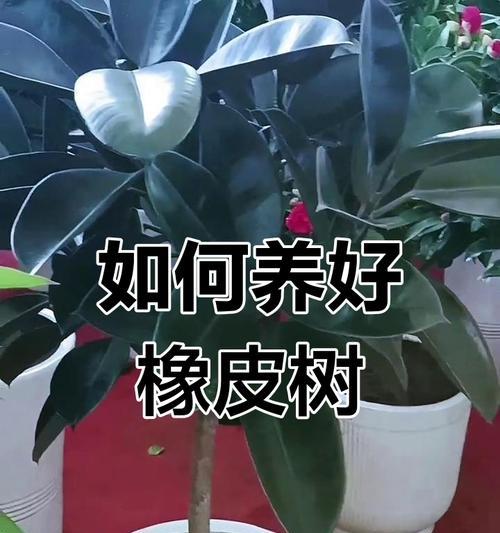 橡皮树叶子发黄的原因是什么？如何处理叶子发黄问题？
