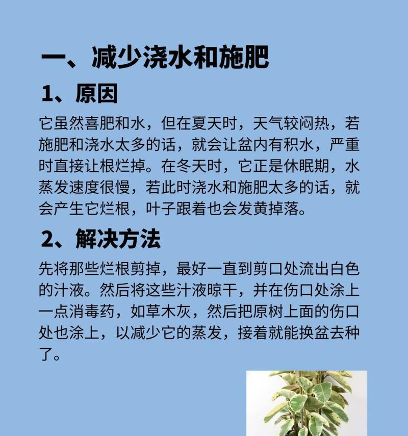 橡皮树叶子发黄的原因是什么？如何处理叶子发黄问题？