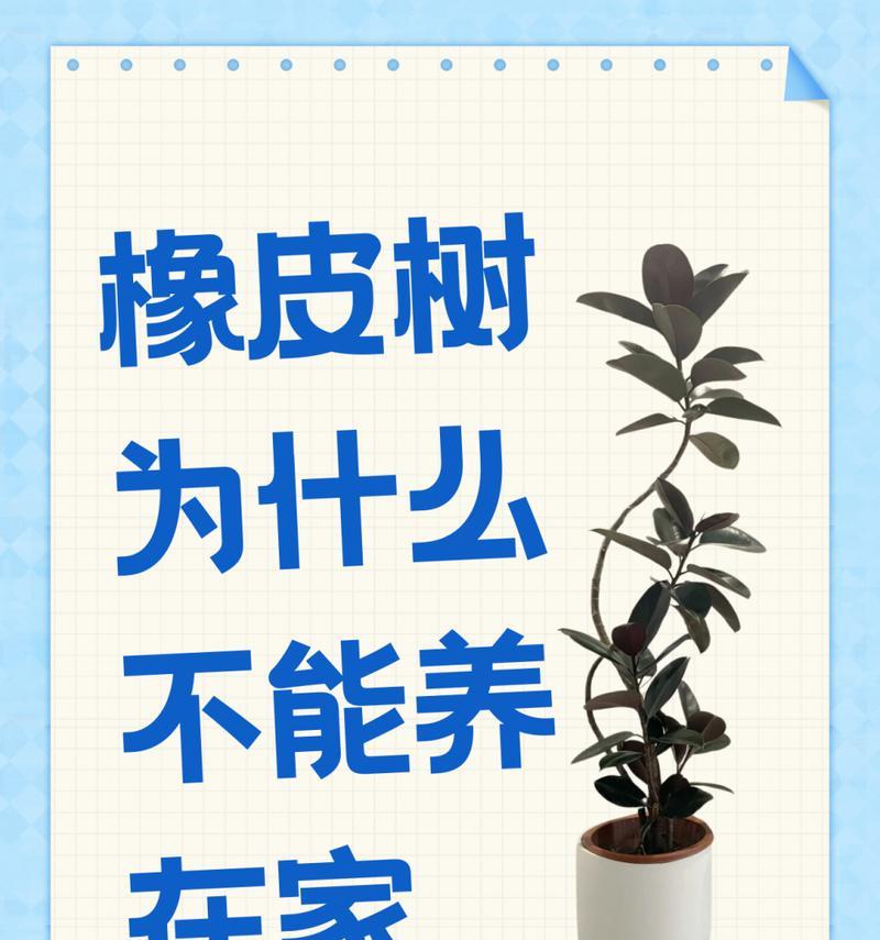 橡皮树叶子发黄的原因是什么？如何处理叶子发黄问题？