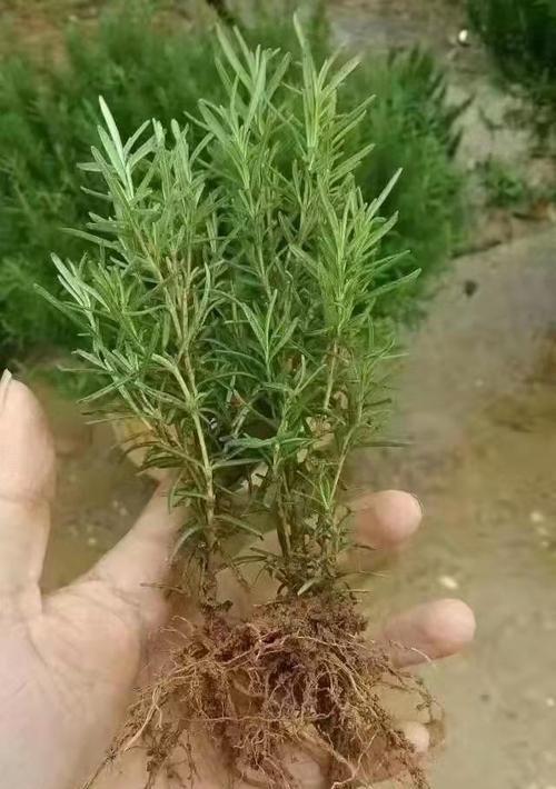 迷迭香繁殖的有效方式有哪些？怎样才能繁殖成功？