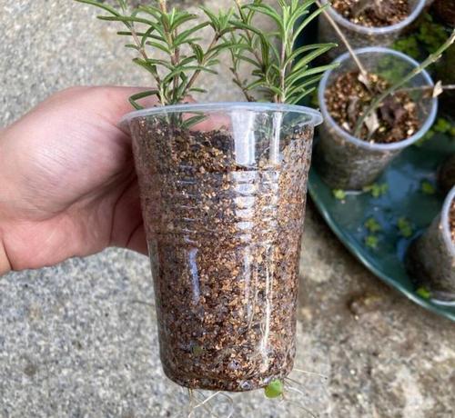 迷迭香繁殖的有效方式有哪些？怎样才能繁殖成功？