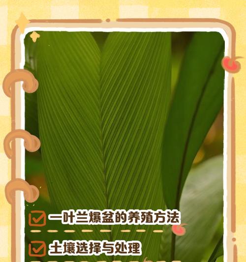 一叶兰的养殖技巧有哪些？如何保持其健康生长？