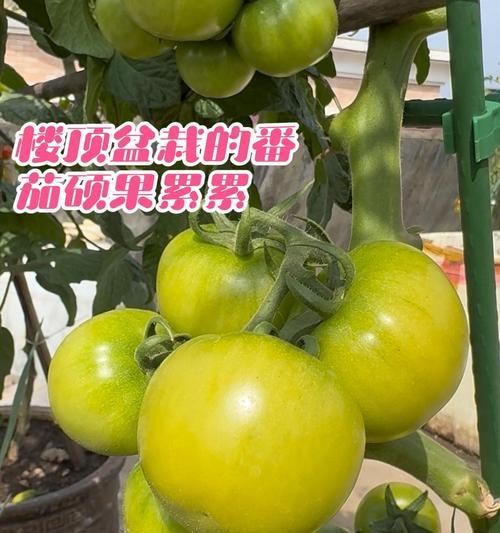 楼顶盆栽适合种植哪些水果？如何管理以确保丰收？