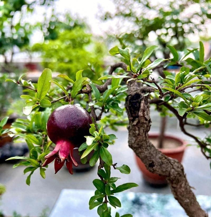 楼顶盆栽适合种植哪些水果？如何管理以确保丰收？