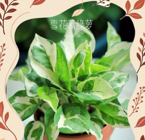 绿萝有哪些品种？它们各自有什么特点？