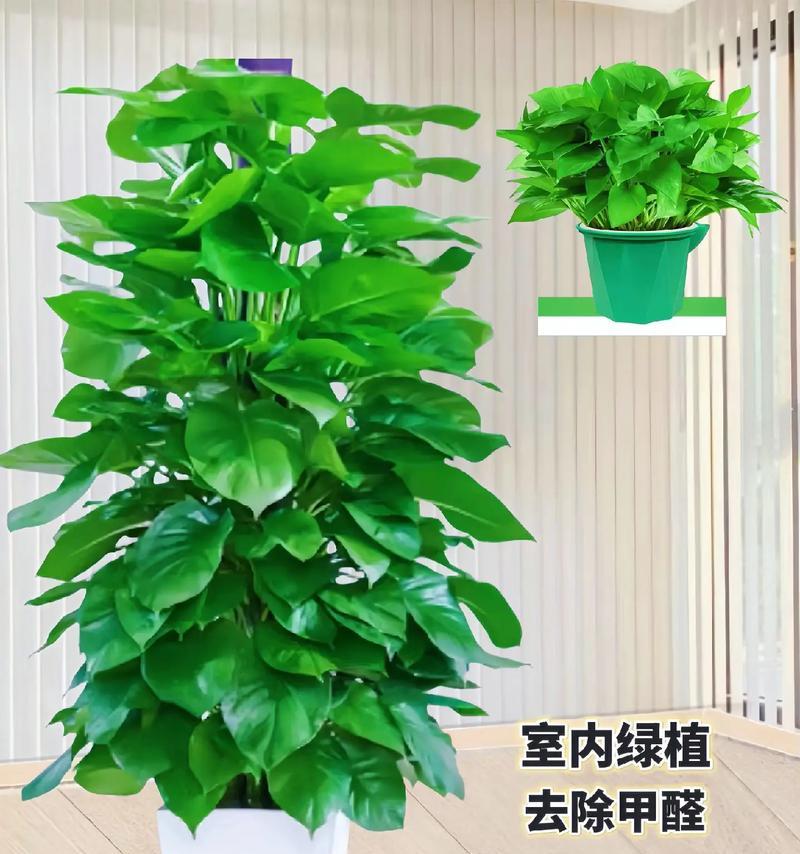绿萝有哪些品种？它们各自有什么特点？