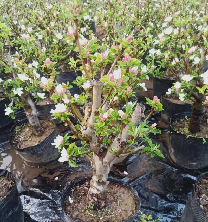 盆栽矮化苹果树栽到室外会长高吗？有哪些影响因素？