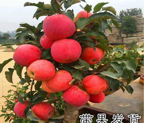 盆栽矮化苹果树栽到室外会长高吗？有哪些影响因素？