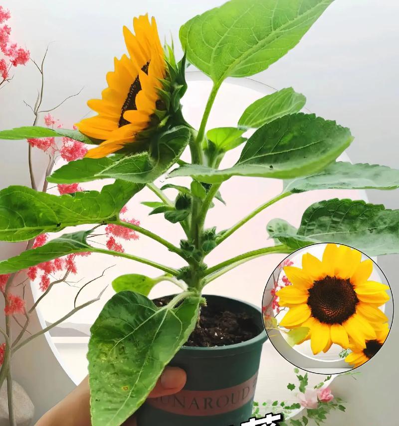 太阳花的最佳播种时间是什么时候？播种后如何管理？