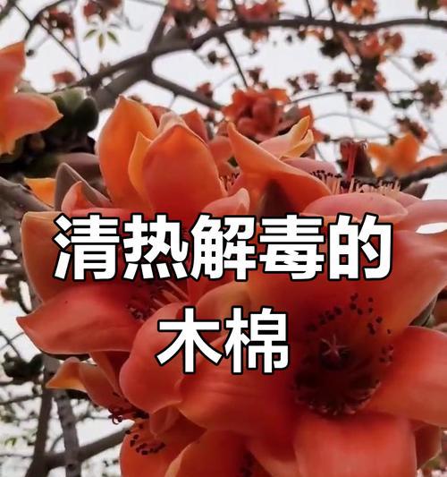 木棉的颜色有哪些？