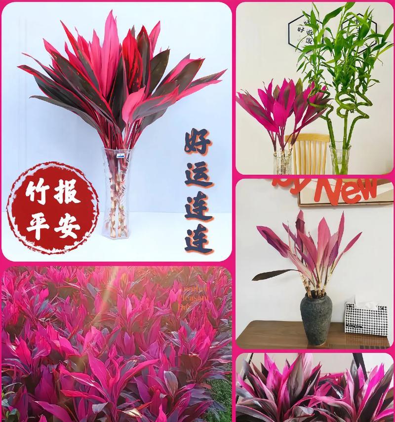 鸿运竹水养需要注意什么？怎样才能养得更好？