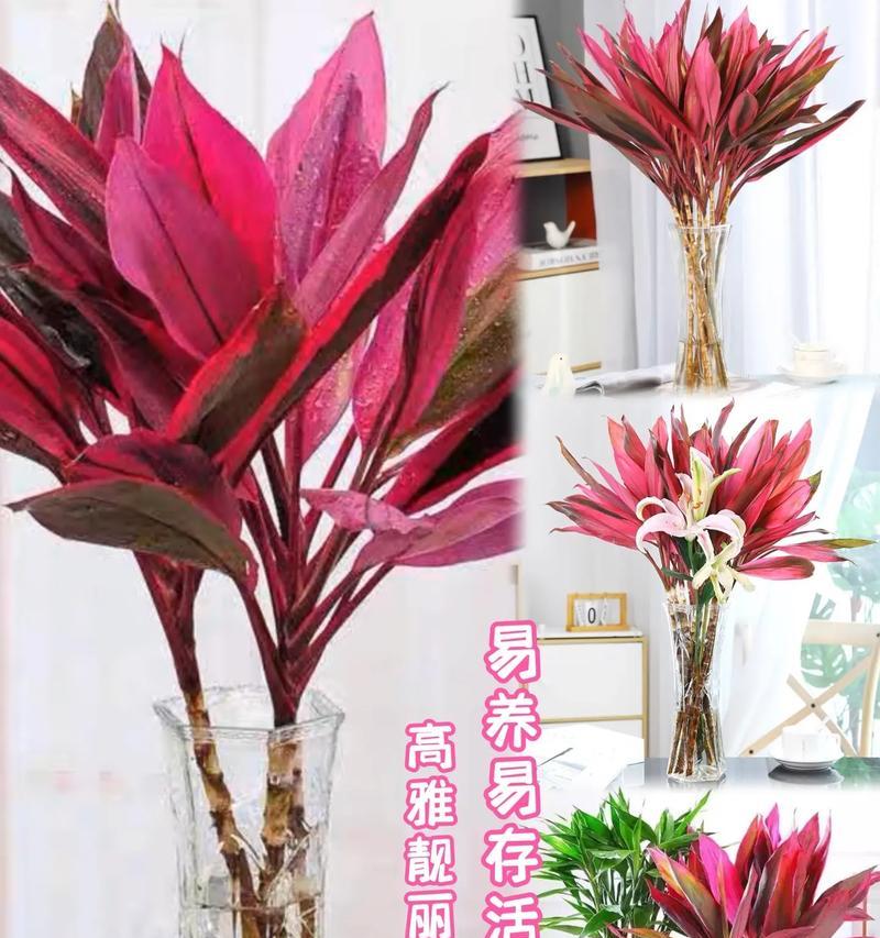 鸿运竹水养需要注意什么？怎样才能养得更好？