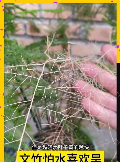 文竹种植需要注意哪些要点？