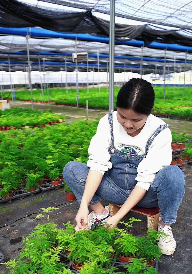 文竹种植需要注意哪些要点？