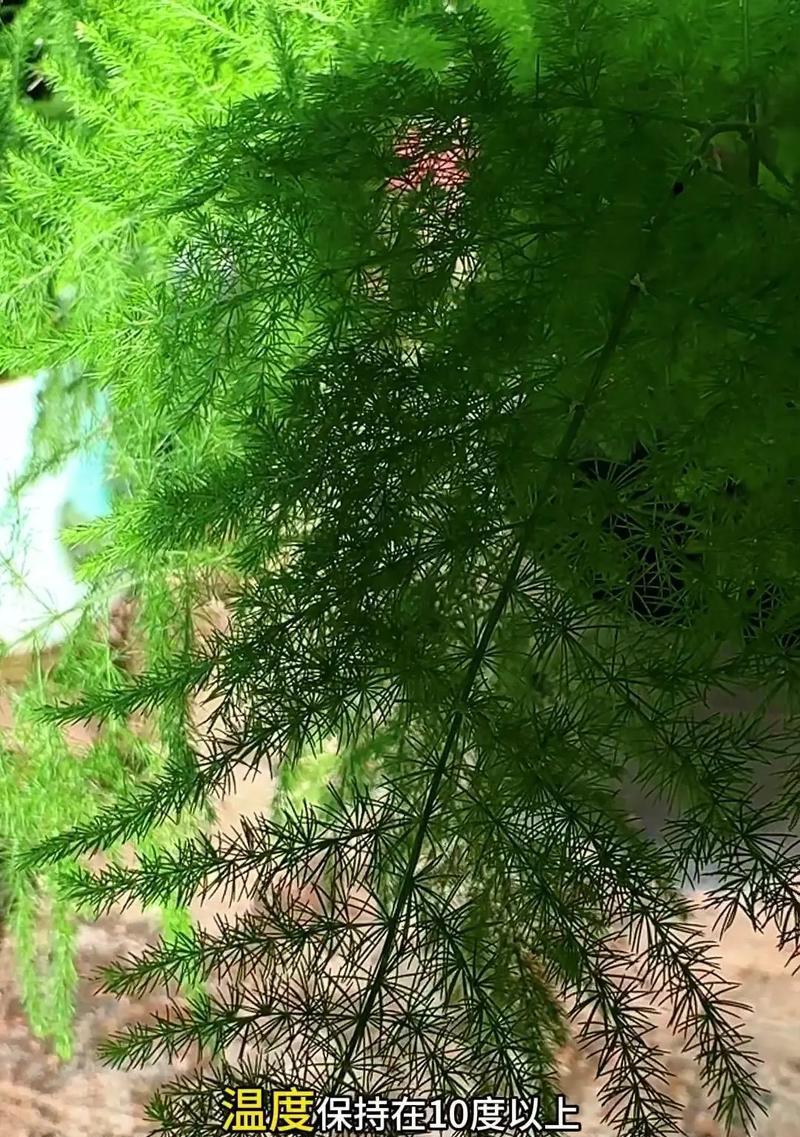 文竹种植需要注意哪些要点？
