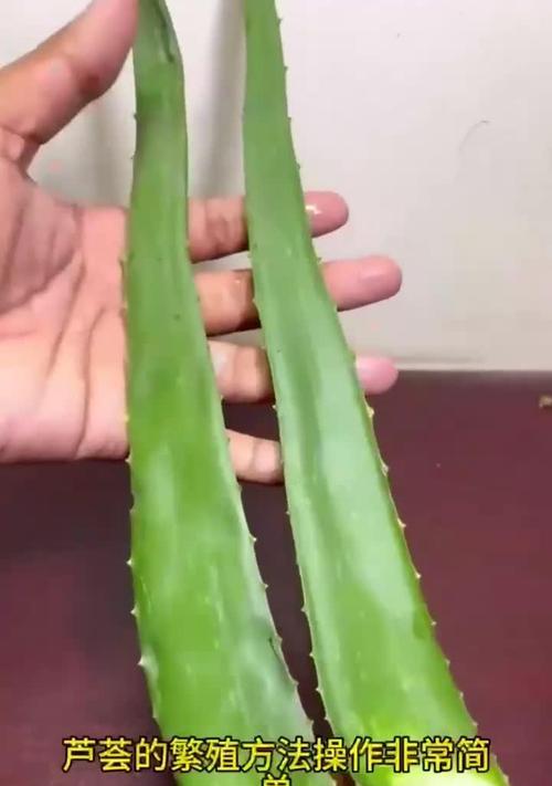 芦荟的养殖和繁殖方法是什么？