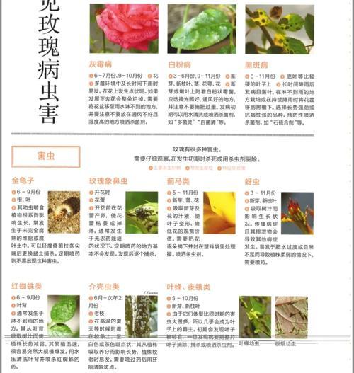 月季的特征和养殖常见问题是什么？