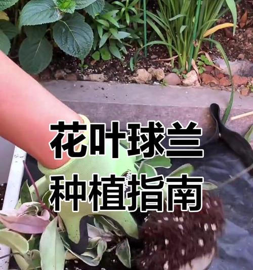 球兰种植方法是什么？球兰的繁殖技巧有哪些？