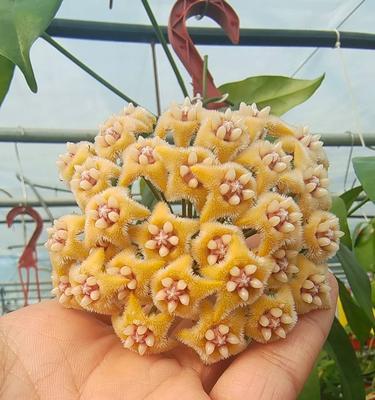 球兰种植方法是什么？球兰的繁殖技巧有哪些？