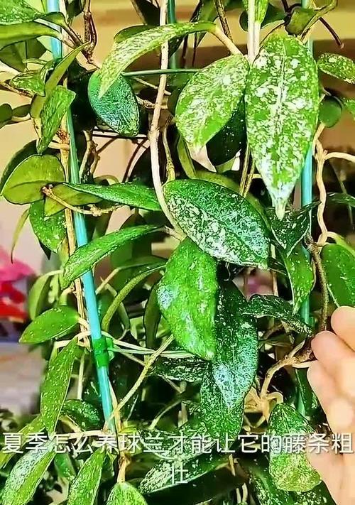 球兰种植方法是什么？球兰的繁殖技巧有哪些？