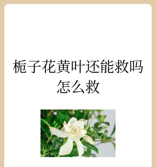 栀子花叶子发黄的原因及解决方法是什么？