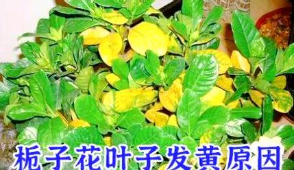 栀子花叶子发黄的原因及解决方法是什么？