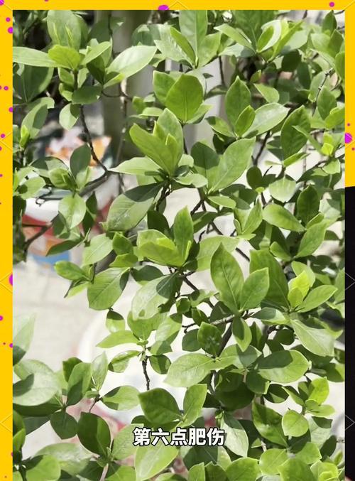 栀子花叶子发黄的原因及解决方法是什么？
