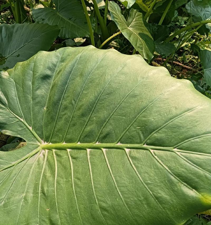 夏季滴水观音的正确养护方法？