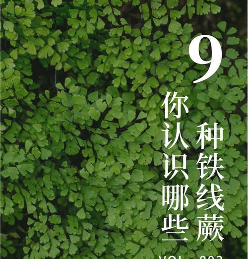 铁线蕨叶子黄化的原因及解决方法？