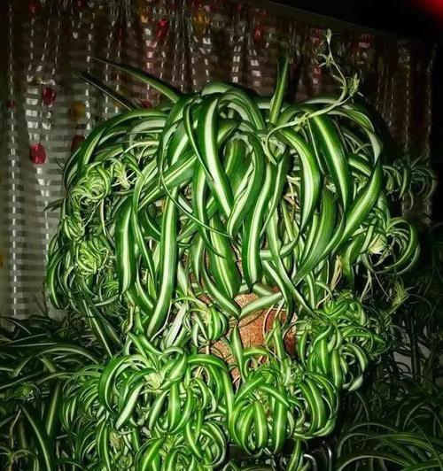 吊兰长什么样？如何识别和养护这种流行的室内植物？