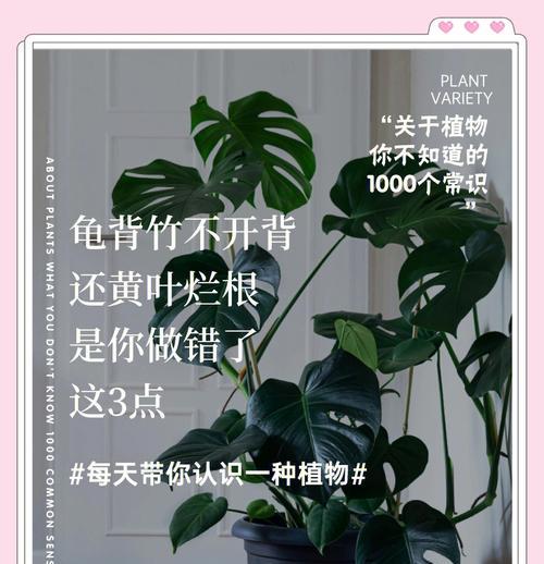 花卉叶子变黄是什么原因？如何预防和解决叶子发黄问题？