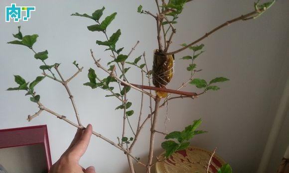 盆栽茉莉如何繁殖？有哪些简单有效的繁殖方法？