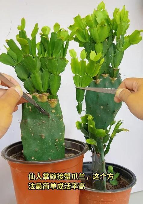 仙人球嫁接的最佳方法是什么？如何成功嫁接仙人球？
