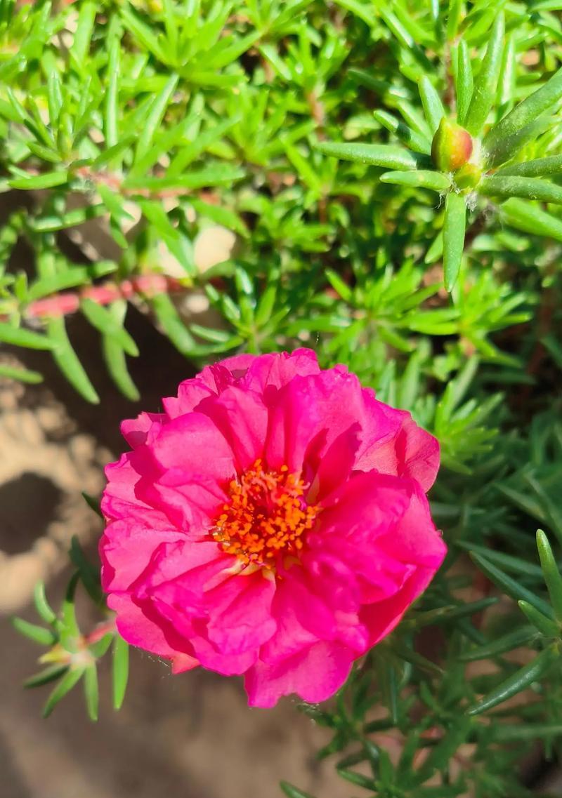 太阳花的养护要点是什么？如何让太阳花开得更鲜艳？