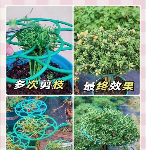 太阳花的养护要点是什么？如何让太阳花开得更鲜艳？