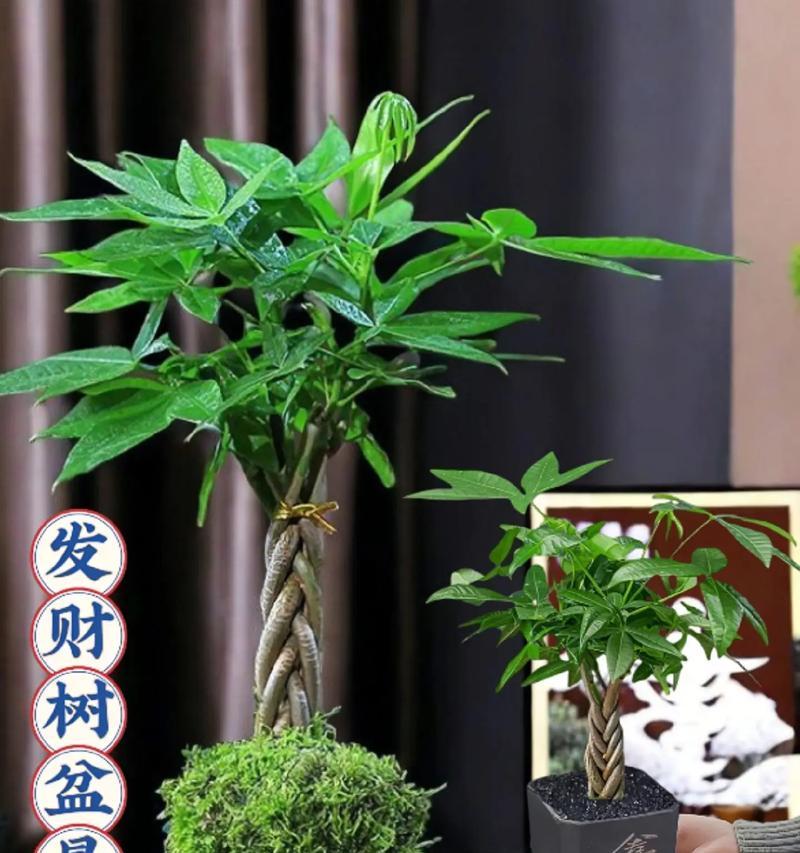 适合做盆景的树种有哪些？