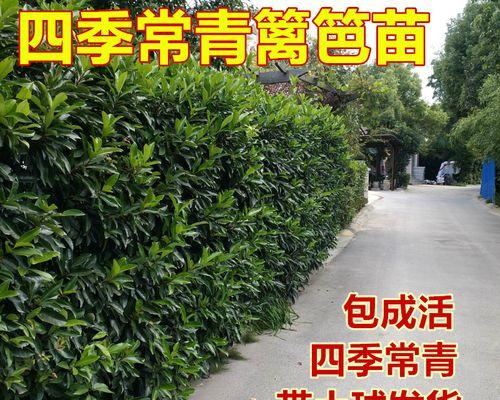 珊瑚树繁殖有哪些技巧？怎样提高成活率？