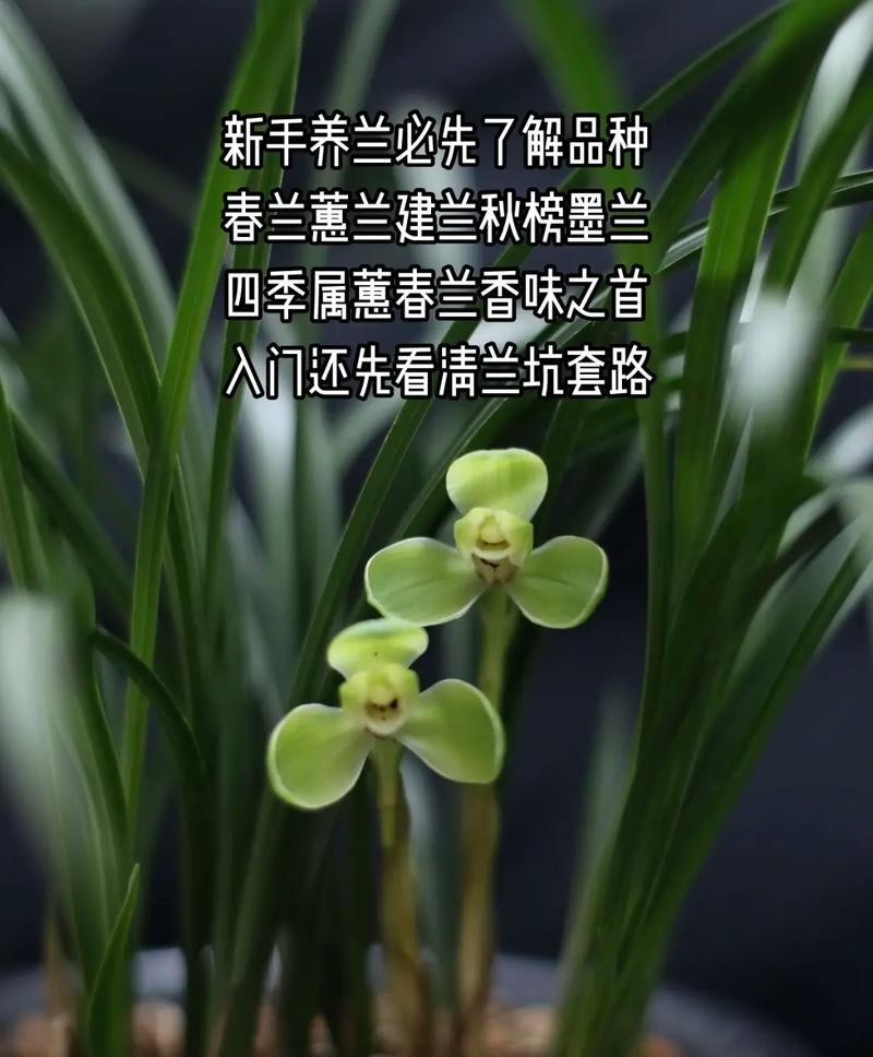 名贵兰花品种有哪些？如何鉴别真伪？
