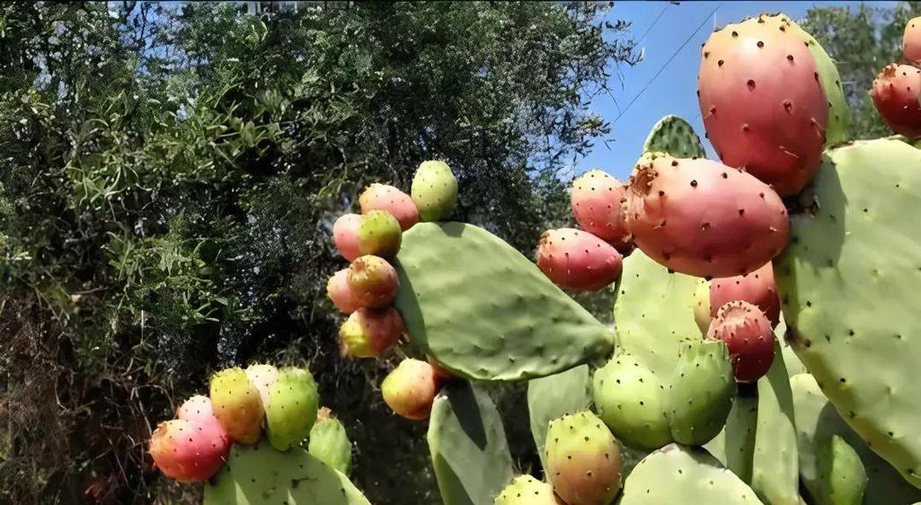 仙人掌属于哪个科？仙人掌科植物有哪些共同特征？