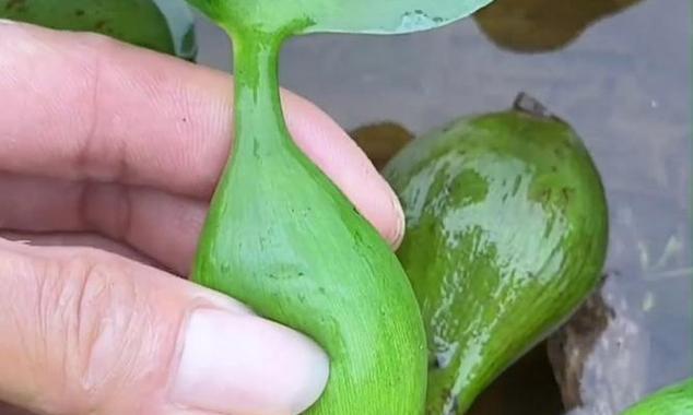 水葫芦如何繁殖？有效繁殖方法有哪些？
