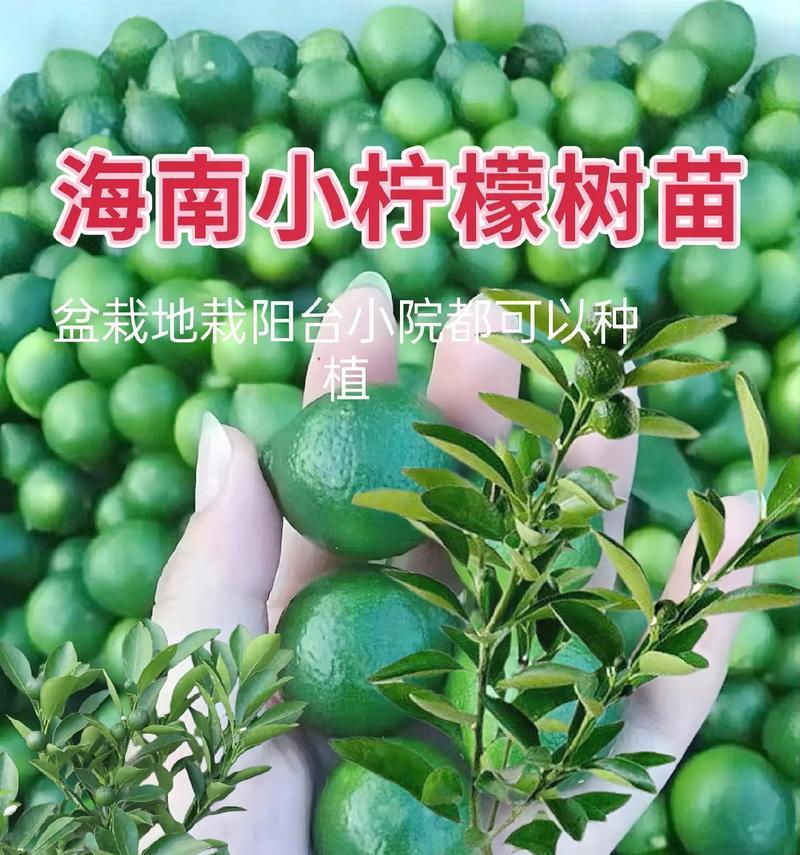 柠檬盆景的养殖技巧是什么？如何保持其果实品质？