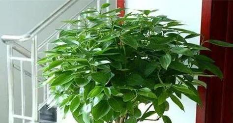 平安树不发新芽的原因是什么？如何促进平安树发新芽？