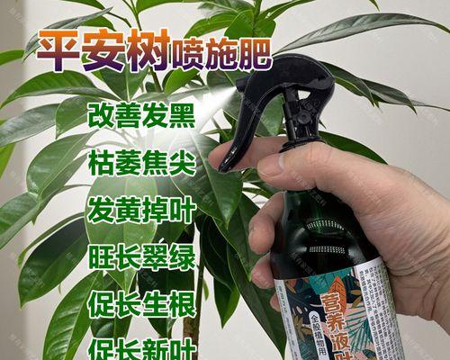 平安树不发新芽的原因是什么？如何促进平安树发新芽？