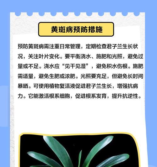 君子兰叶子出现黄斑是什么原因？如何处理？