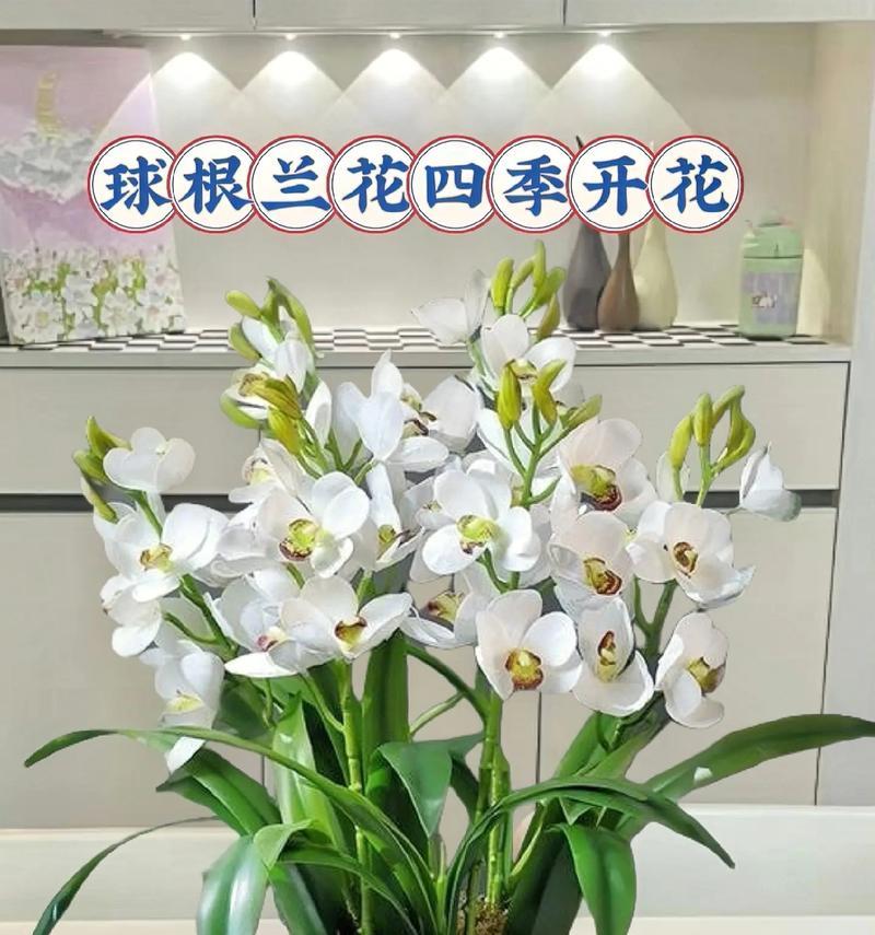 球茎植物都有哪些？球茎植物的特点是什么？