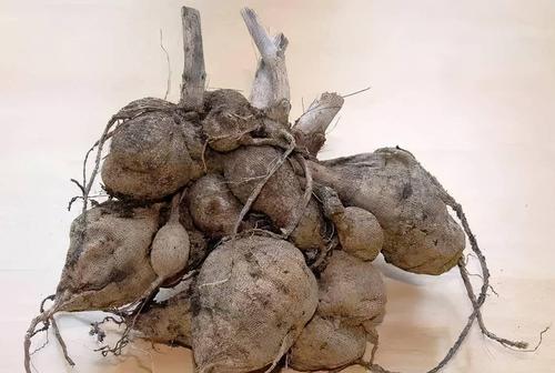 球茎植物都有哪些？球茎植物的特点是什么？