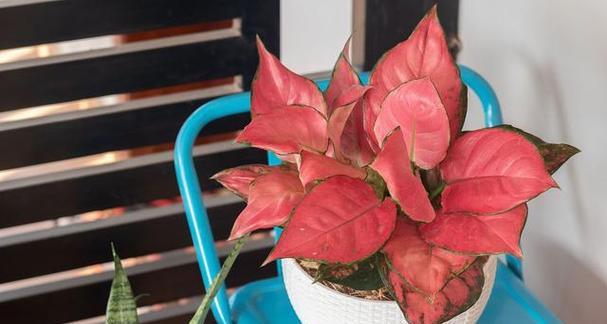 如意皇后花的养护技巧是什么？如意皇后花如何繁殖？