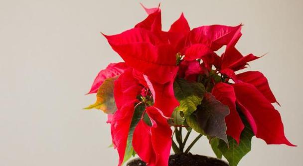 如意皇后花的养护技巧是什么？如意皇后花如何繁殖？